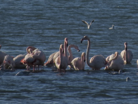 Pink flamingos in the lagoonの写真素材