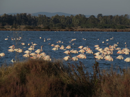 Pink flamingos in the lagoonの写真素材