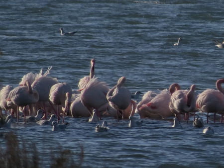 Pink flamingos in the lagoonの写真素材