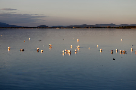 Pink flamingos in the lagoonの写真素材