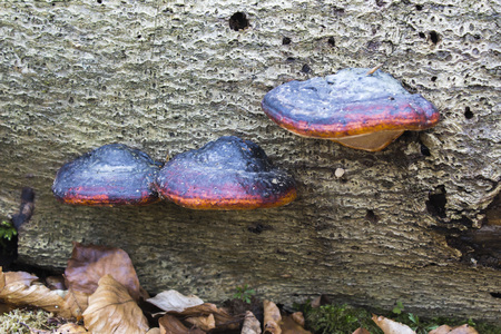 Three colorful mushrooms growing on a dead tree.