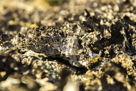 A close-up picture of lichens on a scaur.