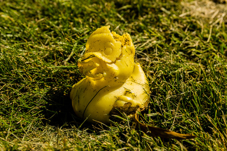 A rubber duck involved in a lawn mower traffic accident.の写真素材