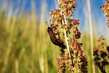 Mating Six-spot burnets found in a meadow.の写真素材