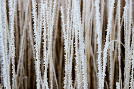 Reeds covered in some spiky soft rimeの写真素材