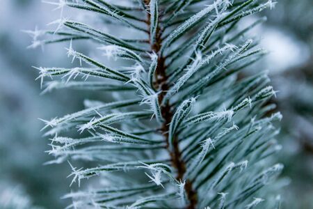 Pine needles covered in spiky soft rimeの写真素材