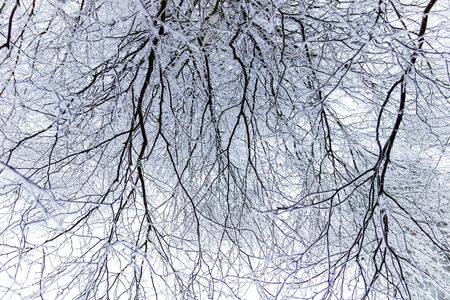 Some branches are covered in soft rimeの写真素材