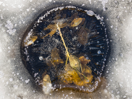 Winter has trapped these leaves in the iceの写真素材