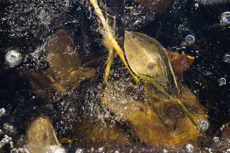 Ice has trapped these leaves and bubblesの写真素材