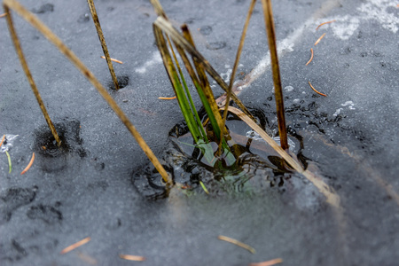 Some grass straws trapped in iceの写真素材