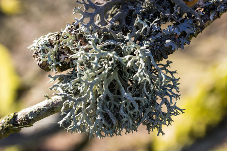 Lichen growing on a twig in springの写真素材