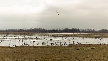 Cranes resting and eating before taking offの写真素材