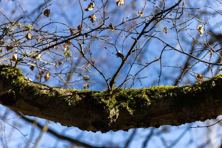 Branch with twigs in spring resembles a smileの写真素材