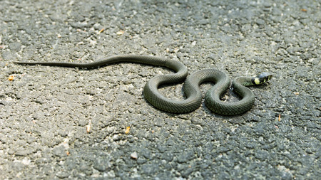 Grass snake on asphalt basking in the sunの写真素材