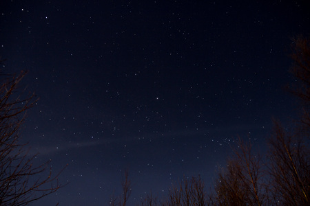 Sky full of stars seen from behind treesの写真素材