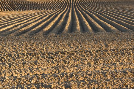 Uneven lines in this field at sunsetの写真素材