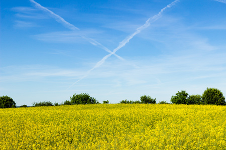 Rapeseed field and contrails in the skyの写真素材