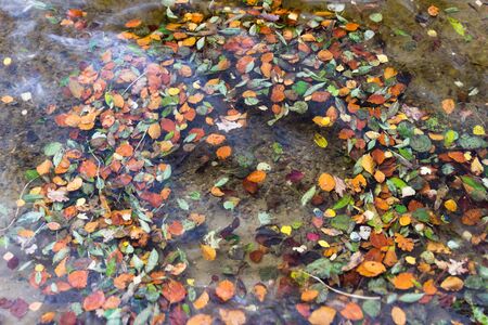 Leaves in water forming a ringの写真素材