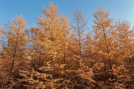 Golden autumn larch trees against a blue sky