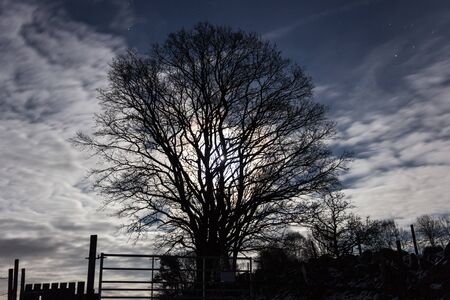Night scene with a full moon shining through clouds and branchesの写真素材
