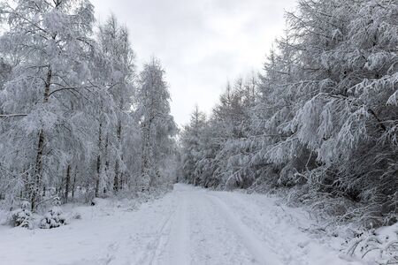 Scenic winter view with a snow covered road with trees lined up next to it.の写真素材