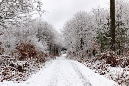 A road through a forest with snow covered treesの写真素材