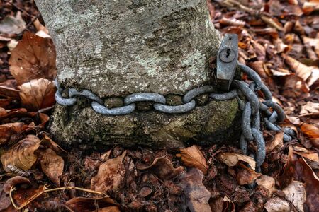A trunk of a tree with chain and a padlock