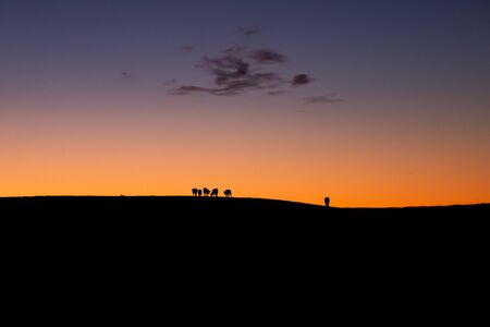 A silhouette of cattle grazing in the sunset.