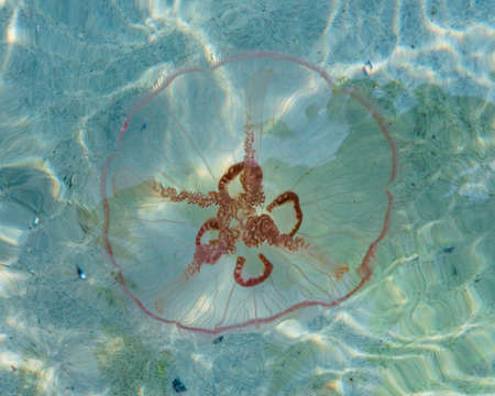 Jellyfish Swimming in Dappled Waterの写真素材