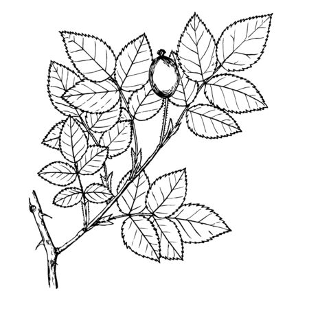 Rosa pygmeaのイラスト素材