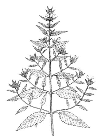 galeopsis ladanum botanical illustrationのイラスト素材