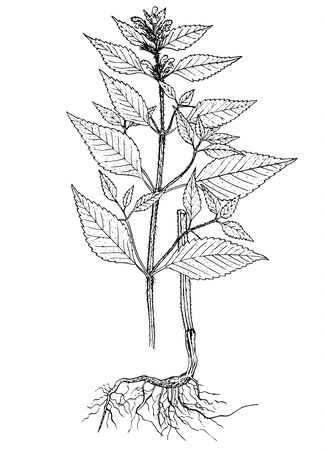 galeopsis bifida botanical illustrationのイラスト素材