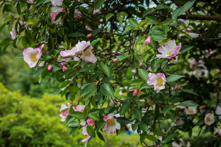 Magnolia blossomed. Beginning of spring. beautiful flowers. Sochiの写真素材
