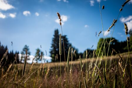 outdoor grass whit sun and cloudの写真素材