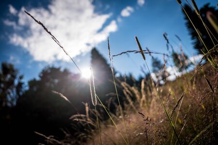 outdoor grass whit sun and cloudの写真素材