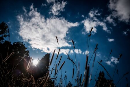 outdoor grass whit sun and cloudの写真素材