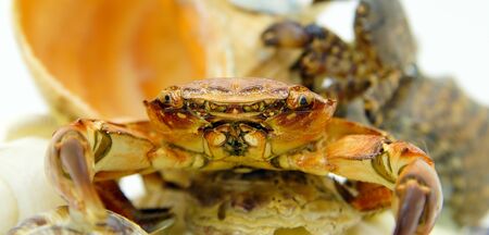 small red sea crab front viewの写真素材