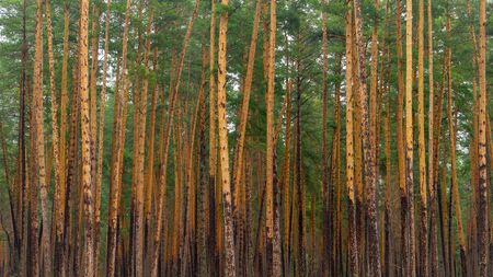 coniferous forest with yellow tree trunks