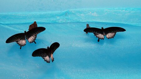 dark butterflies on a blue fabric backgroundの写真素材