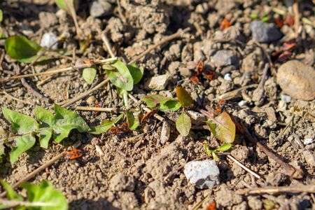 red insects with black dots creep on the ground