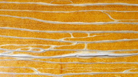 Texture. A scorched board covered with yellow cracked such.