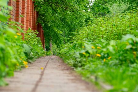 concrete walkway near a brick wall surrounded by green plants and yellow flowers
の写真素材