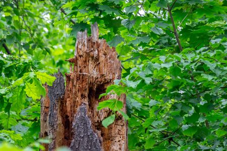 Part of the trunk of a dead tree eaten by bark beetles surrounded by greenery with blurred foreground and background.の写真素材