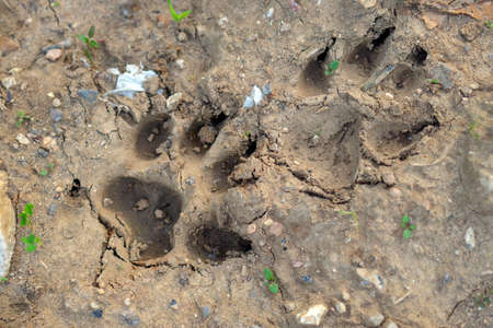 Footprints of a large dog in the sand with small stones and plants nearby