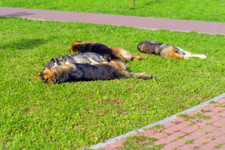 Four large stray dogs with tags in their ears sleep on the grass near the sidewalk