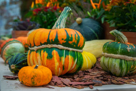 Small pumpkins with a tie in the middle on the bark of a tree
