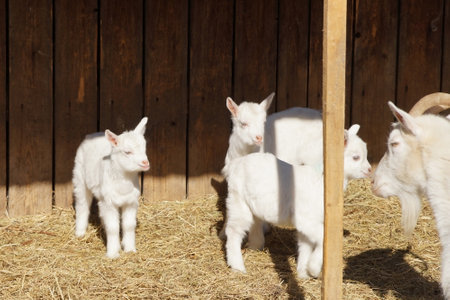 White goats in an aviary running on yellow hayの写真素材