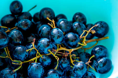 Purple grapes with water drops on a blue platterの写真素材