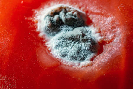 Macro. Mildew of gray color on a red tomato.の写真素材