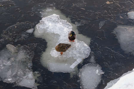 Drake and duck stand on an ice floe in the river during ice movement